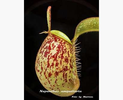 Galeria forum Rosliny-owadozerne.pl